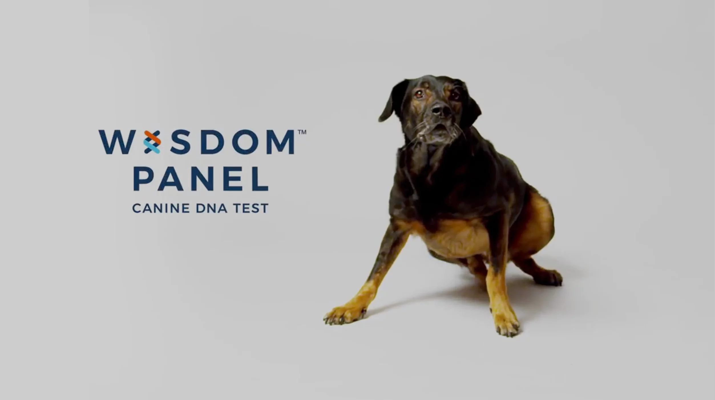 Learn more about Wisdom Panel's canine DNA test - video thumbnail